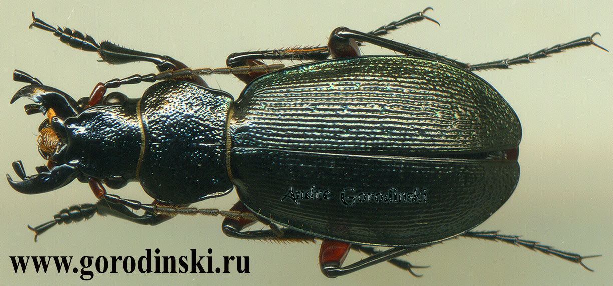 http://www.gorodinski.ru/carabus/Neoplesius lama pseudowagae.jpg